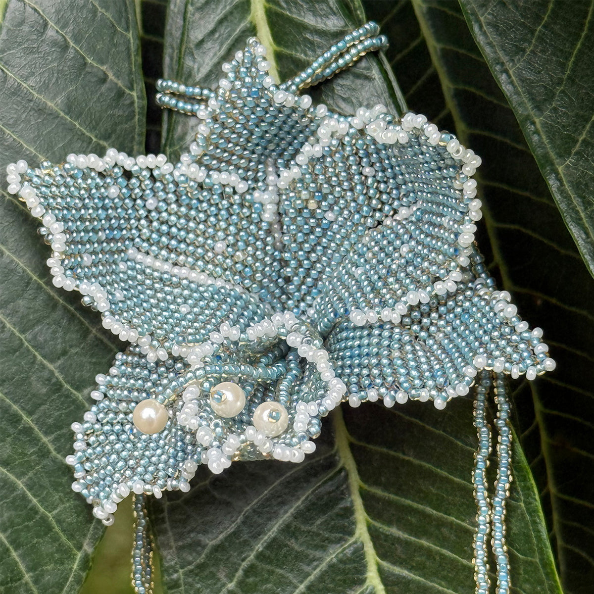Blue Dancing Lady Orchid